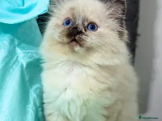 Ragdoll cats Only 2 kittens left 🥹 - Advert 8