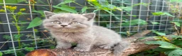 British Shorthair cats for sale: Stunning litter of x7 British short hair kittens  - Advert 10
