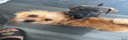 Mixed Breed dogs for sale: Cute puppy  - Advert 2