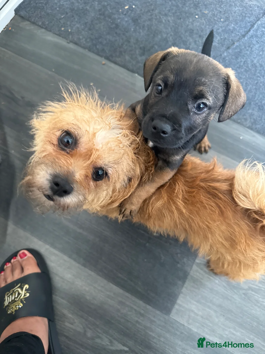 Mixed Breed dogs for sale: Cute puppy  - Advert 2