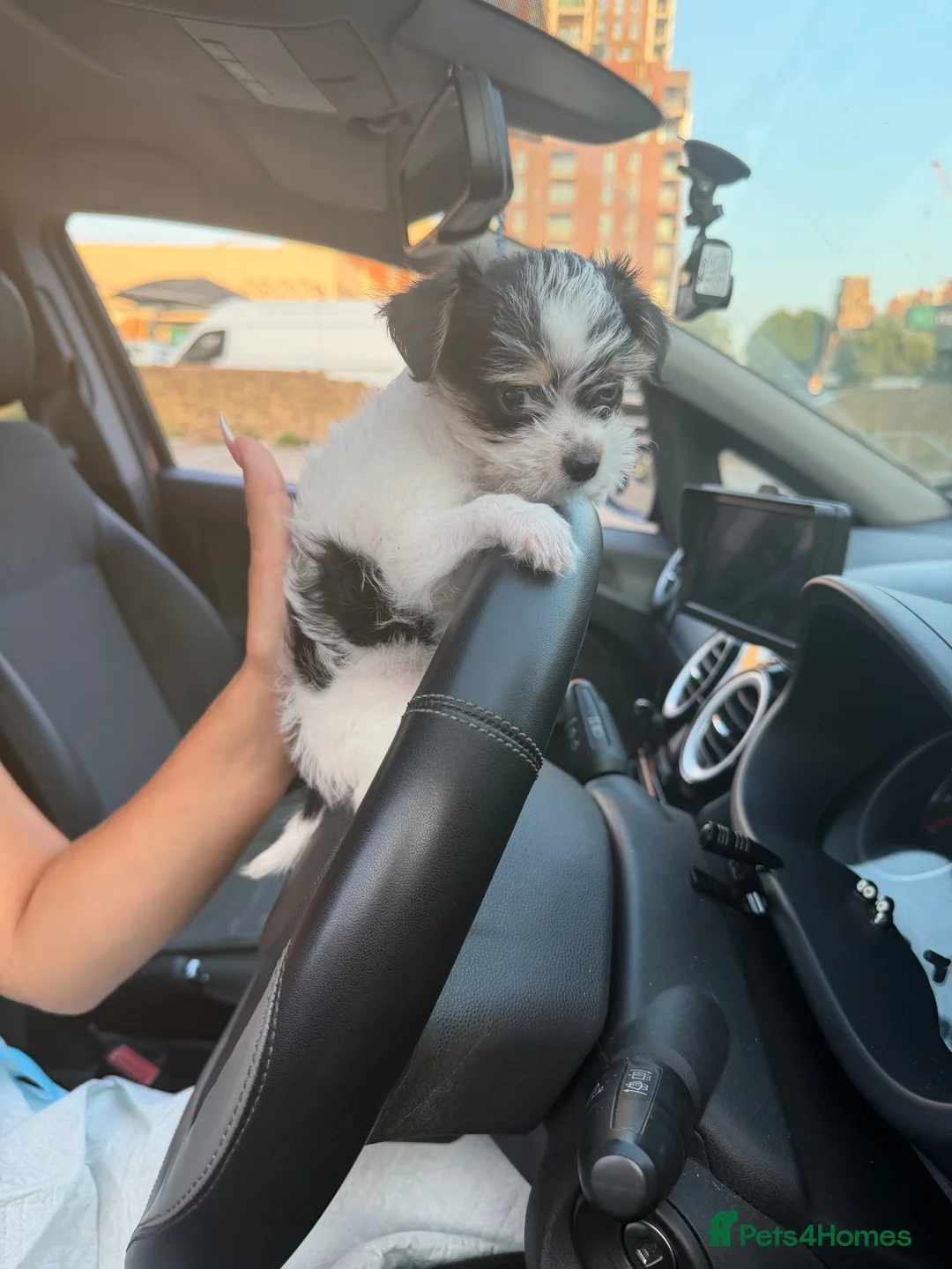 Mixed Breed dogs for sale: 8 weeks old  in London - Advert 2