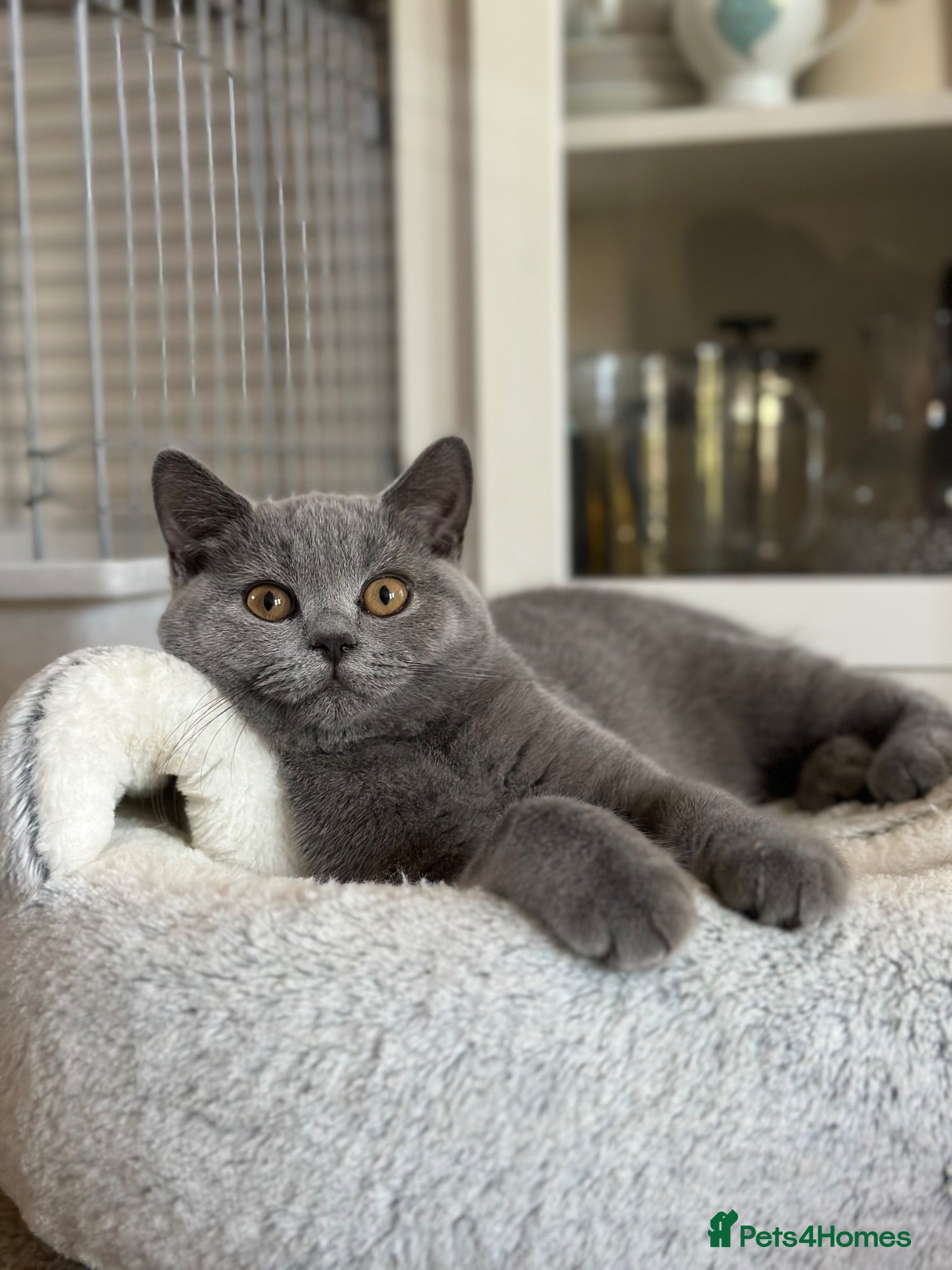 British Shorthair cats Pedigree British Shorthair Kittens (READY) - Advert 18