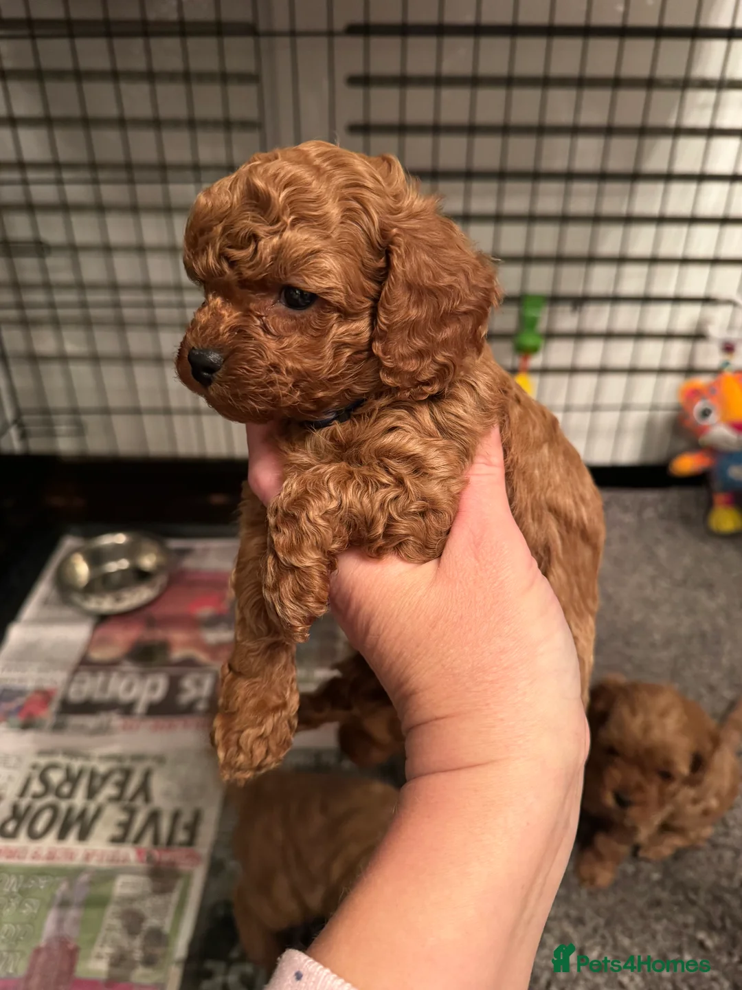 Cavapoo dogs for sale: F1 b beautiful Cavapoos  - Advert 8