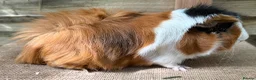 Guinea Pig rodents for sale: Guinea pigs available - Advert 1