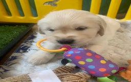 Golden Retriever dogs for sale: Gorgeous KC reg Golden Retriever Puppies - Image 17