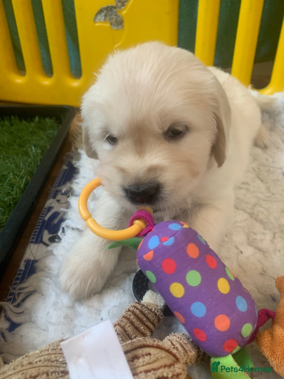 Golden Retriever dogs for sale: Gorgeous KC reg Golden Retriever Puppies - Image 17
