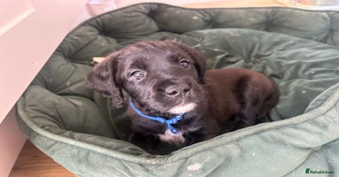 Mixed Breed dogs - Advert 5