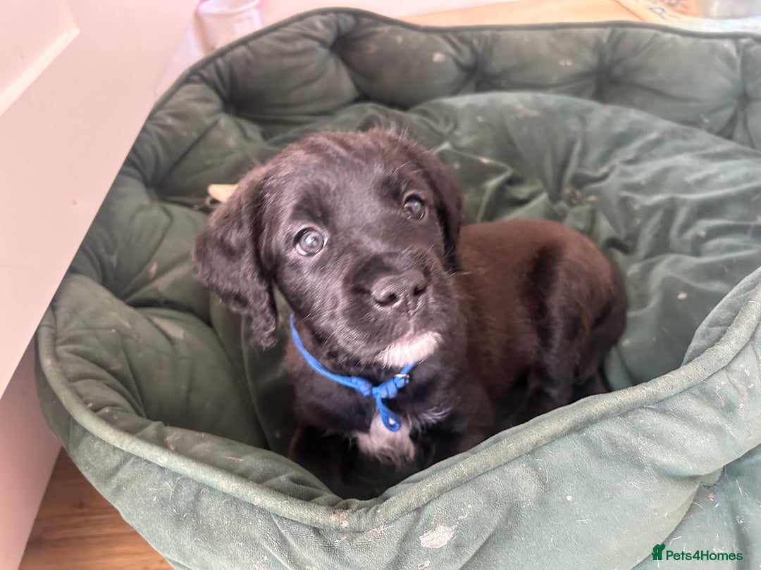 Mixed Breed dogs for sale:  Boxer-Doodle - Image 2