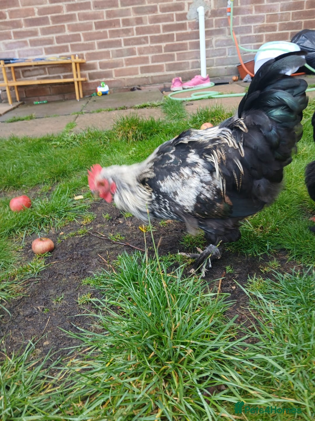 Chickens poultry for sale: Beautiful and Docile Orpington Rooster for Sale - Image 4