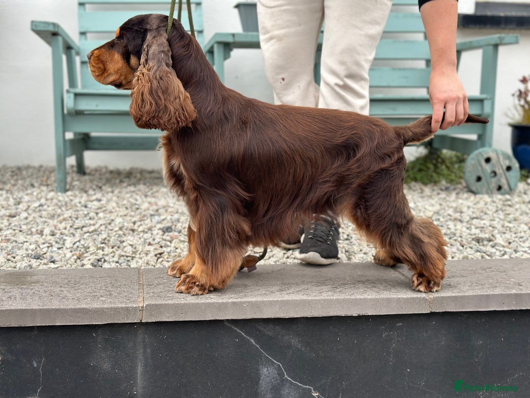 Cocker Spaniel dogs for stud: Health tested Show chocolate and tan cocker stud  - Image 4
