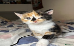 Mixed Breed cats for sale: 🐾 Adorable Litter of 5 Playful Kittens  - Image 11