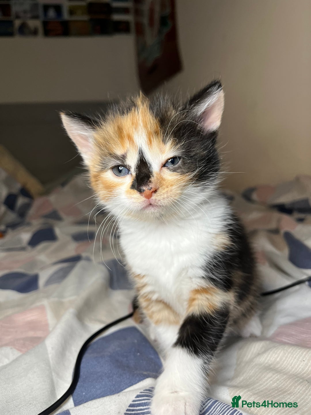 Mixed Breed cats for sale: 🐾 Adorable Litter of 5 Playful Kittens  - Image 11