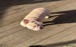 French Bulldog dogs for sale: French bulldogs full fluffy  - Image 9