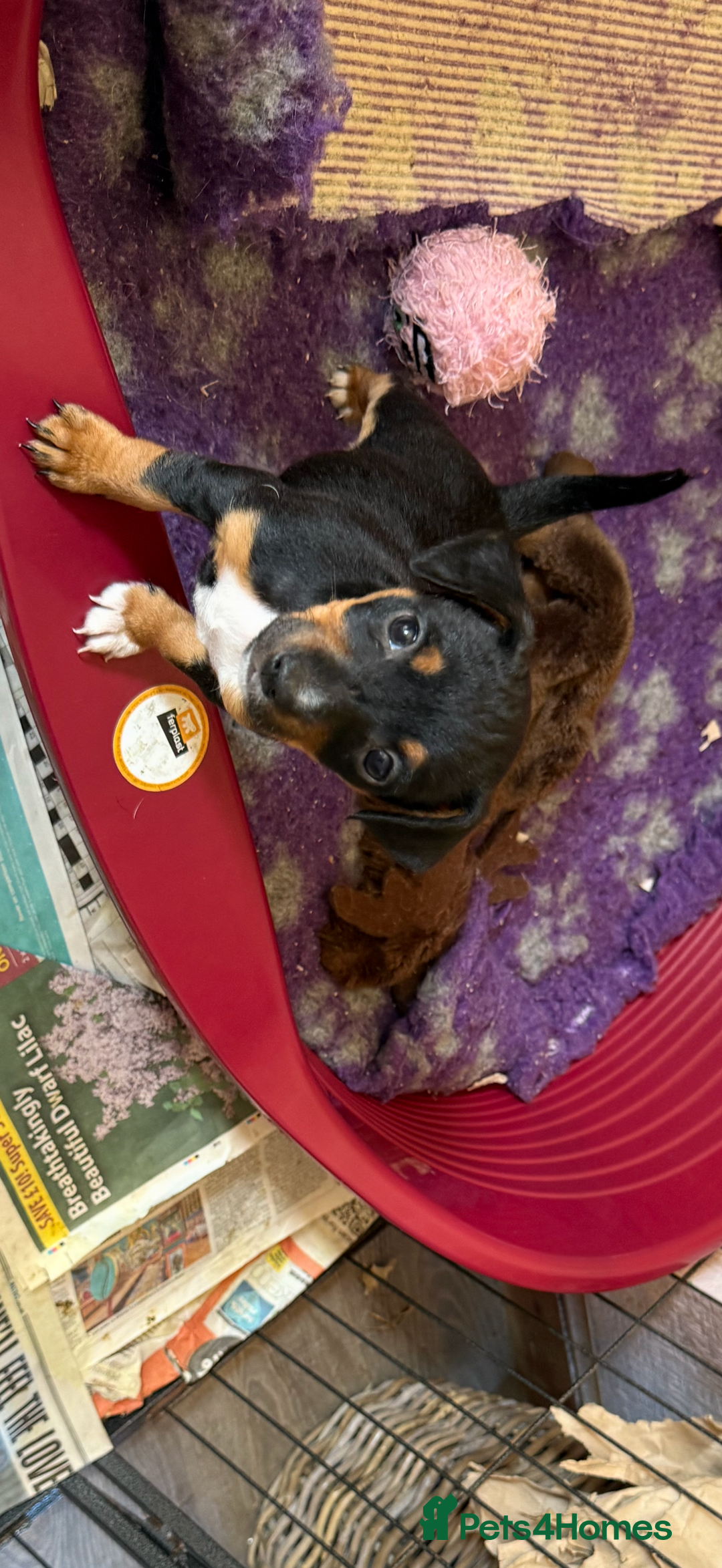 Jack Russell dogs for sale: Gorgeous Jack Russell Puppies - Image 34