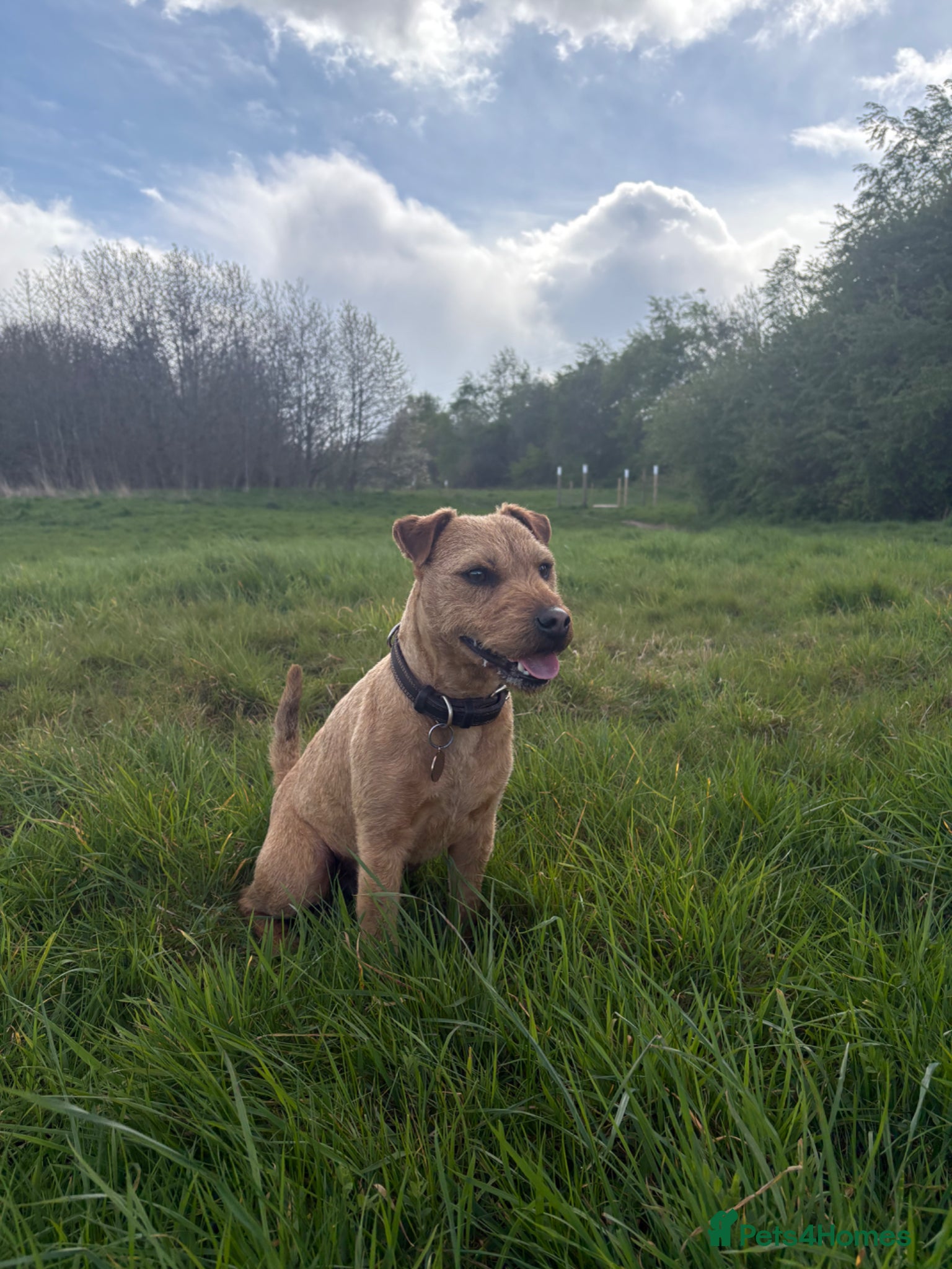 Lakeland Terrier dogs Red Lakeland Terrier  - Advert 1