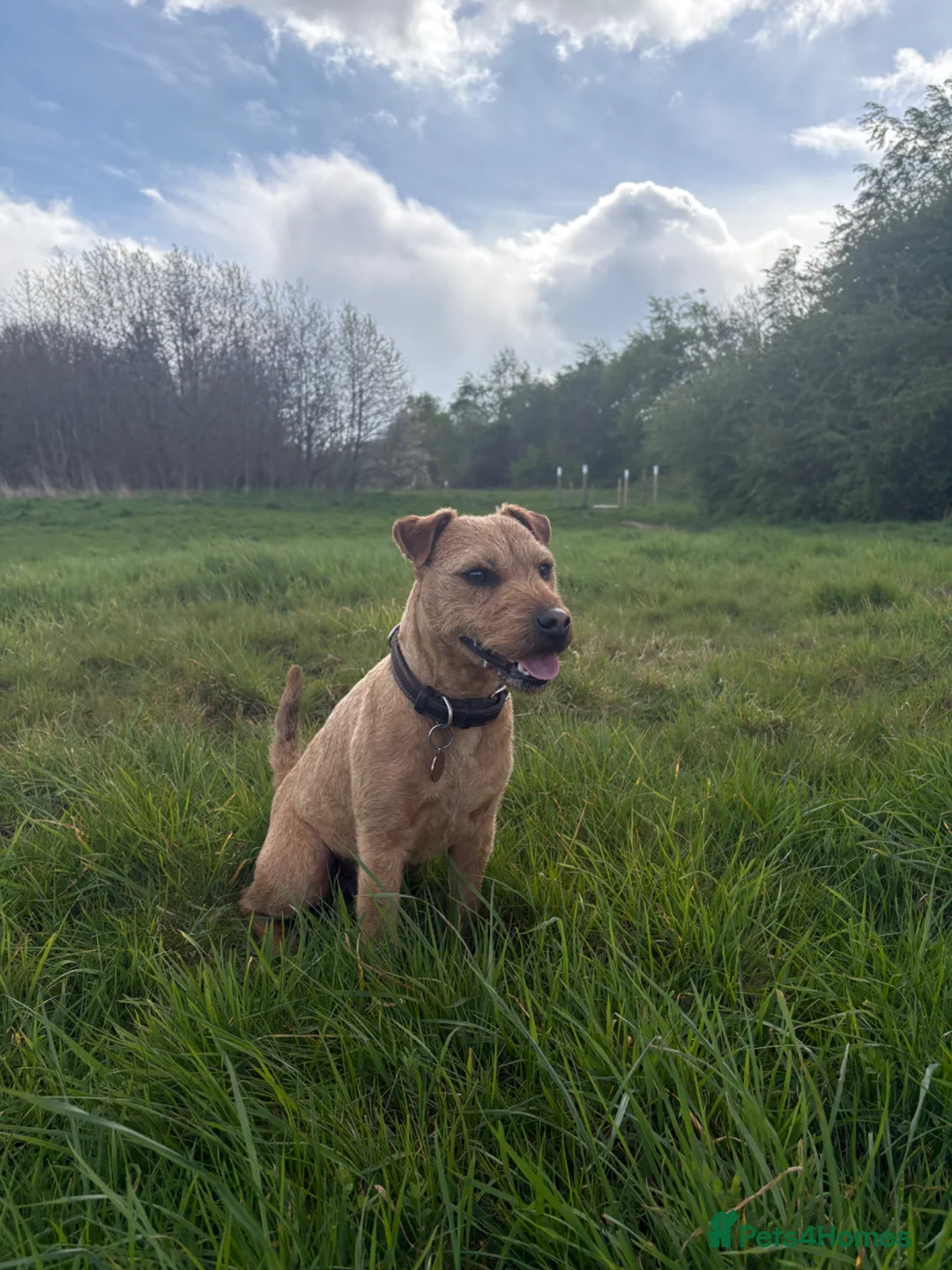 Lakeland Terrier dogs for stud: Red Lakeland Terrier  in Wrexham - Advert 1