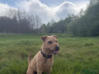 Lakeland Terrier dogs Red Lakeland Terrier - Advert 1