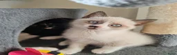 Siamese cats for sale: ❤️❤️❤️ Adorable blue-point Siamese kittens ❤️❤️❤️  - Advert 24