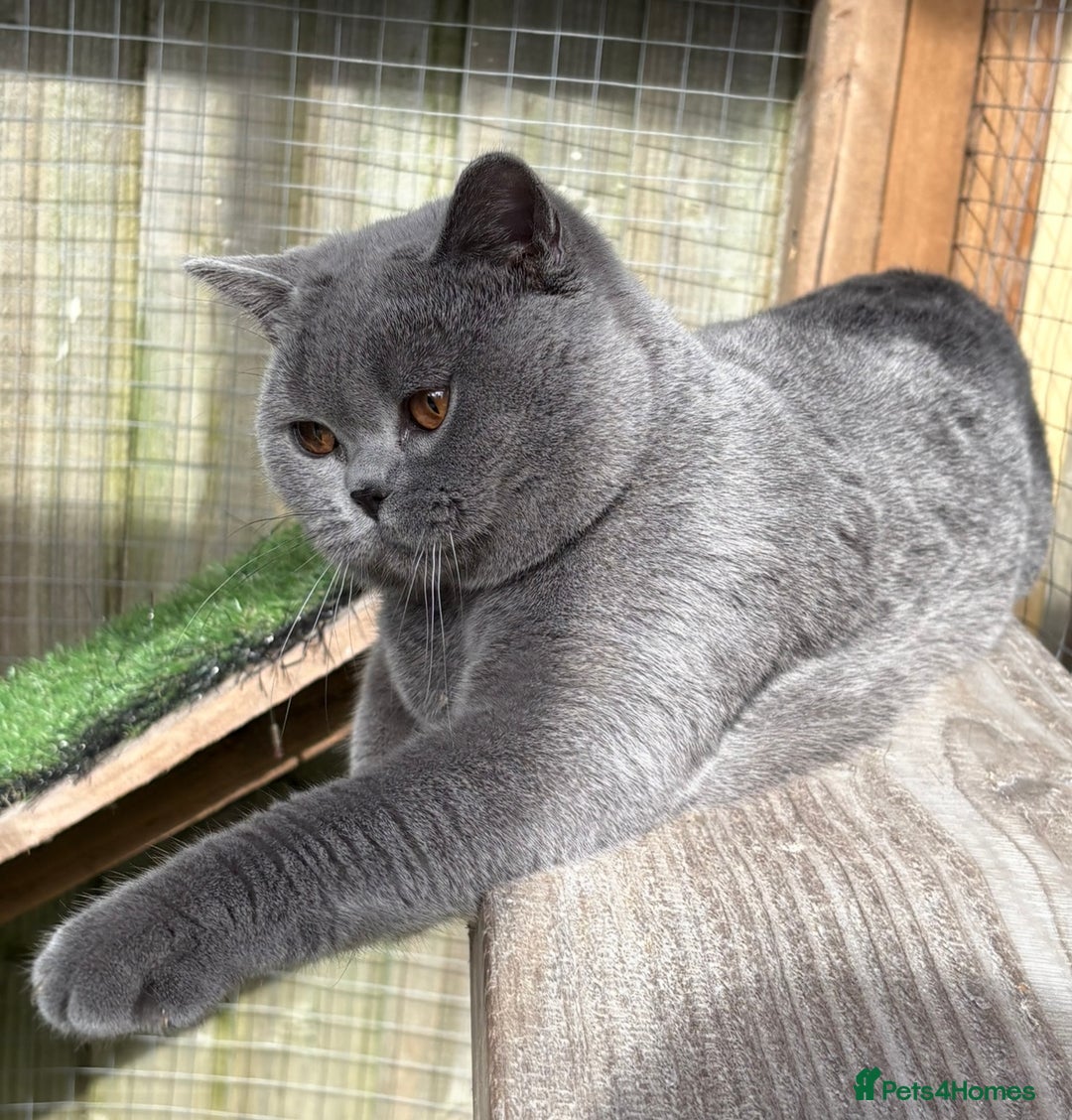 British Shorthair cats for sale: 6 months old boy  - Image 3