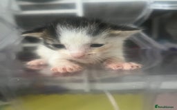 Mixed Breed cats for sale: Kittens - Image 1