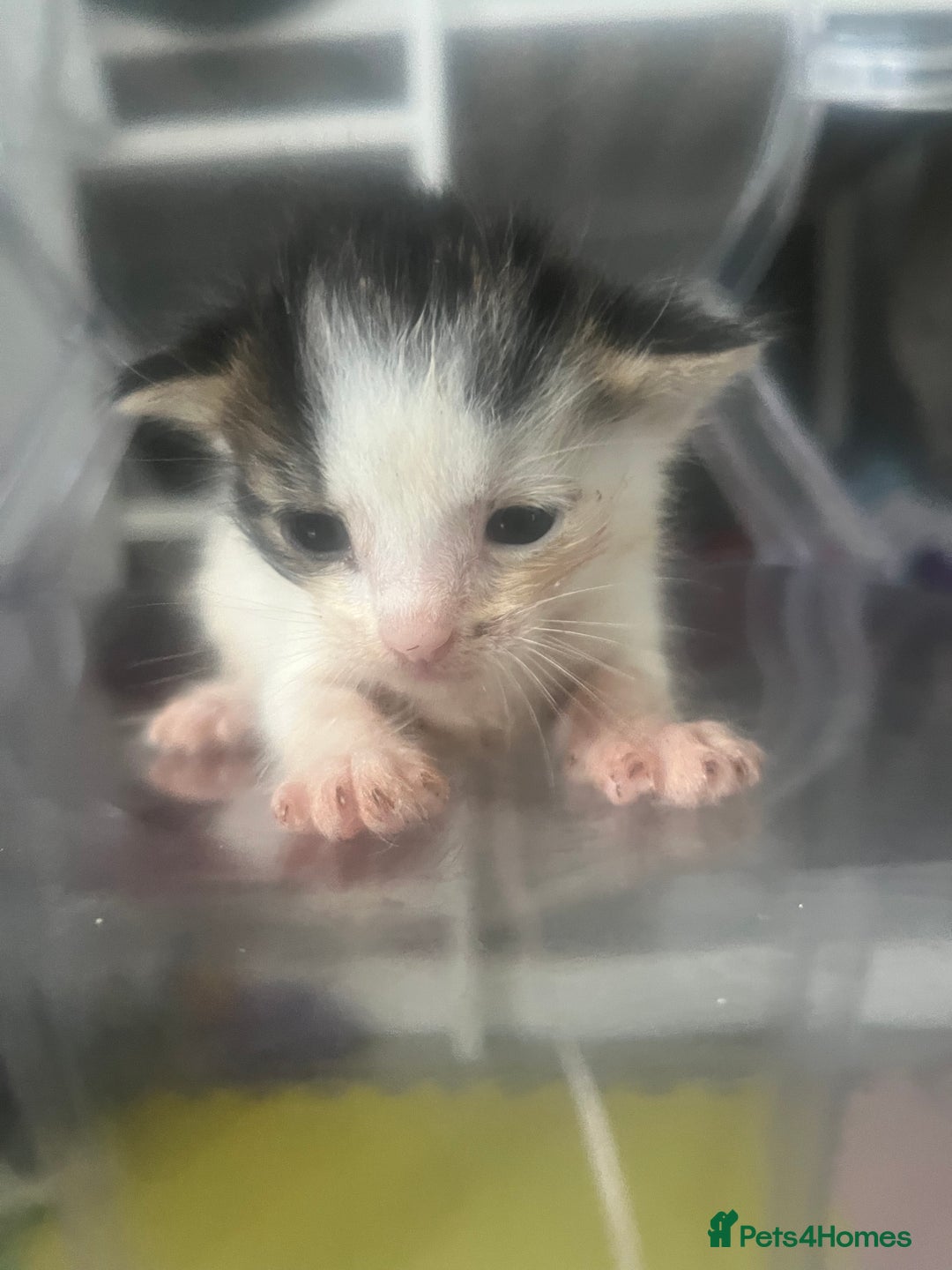 Mixed Breed cats for sale: Kittens - Image 1