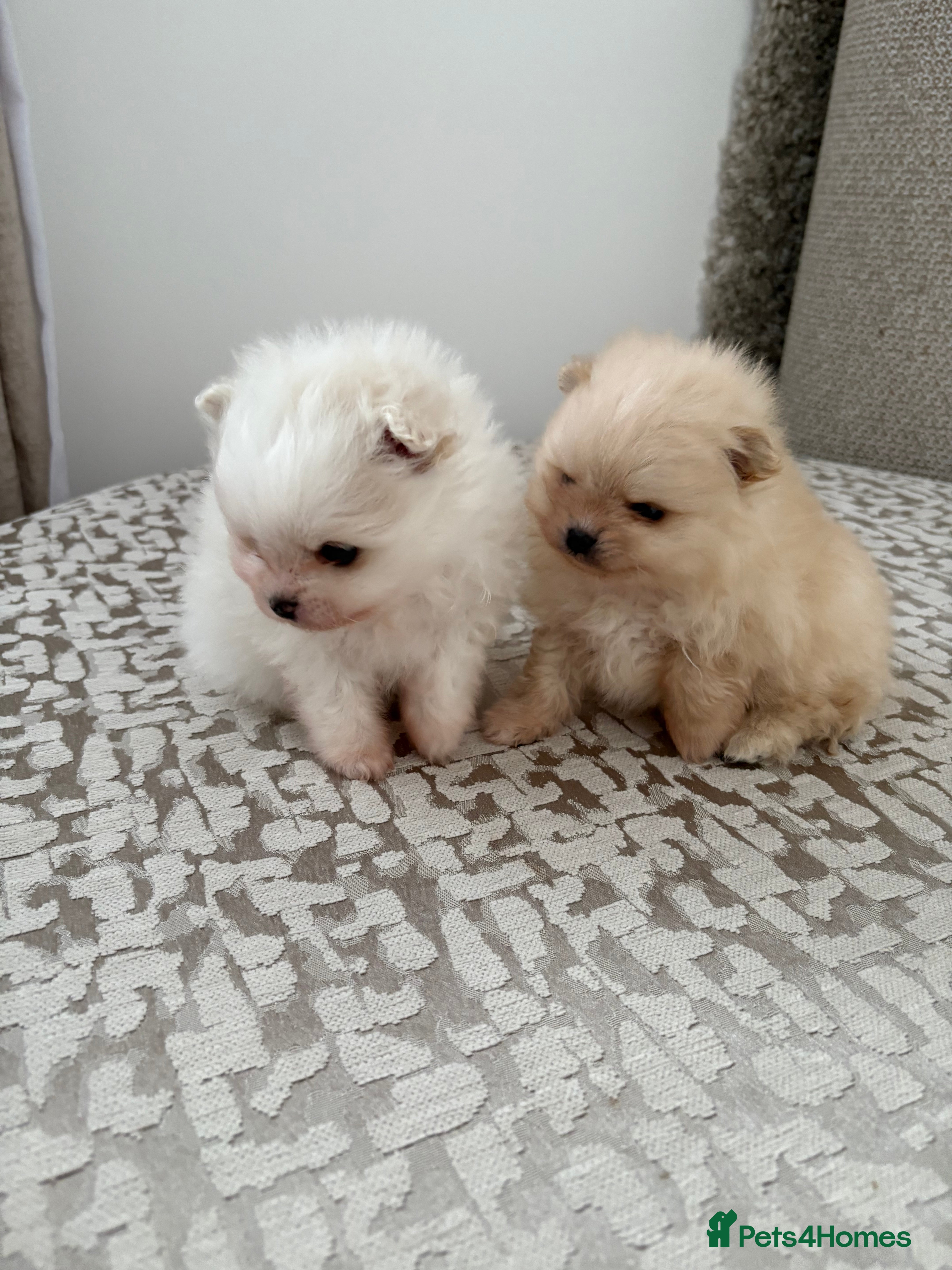 Pomeranian dogs XS Pomeranian teddy faced male puppies - Advert 1