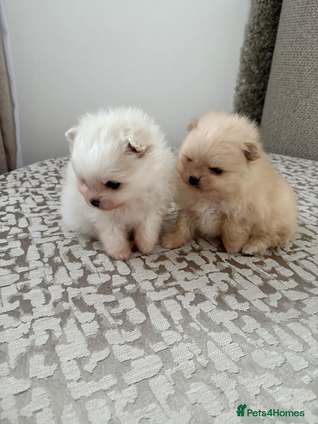 Pomeranian dogs for sale:  **  Pomeranian teddy faced male puppies - Advert 1