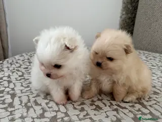 Pomeranian dogs XS Pomeranian teddy faced male puppies - Advert 1