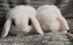 Mini Lop rabbits for sale: BEAUTIFUL MINI LOP BABIES READY NOW  - Image 6
