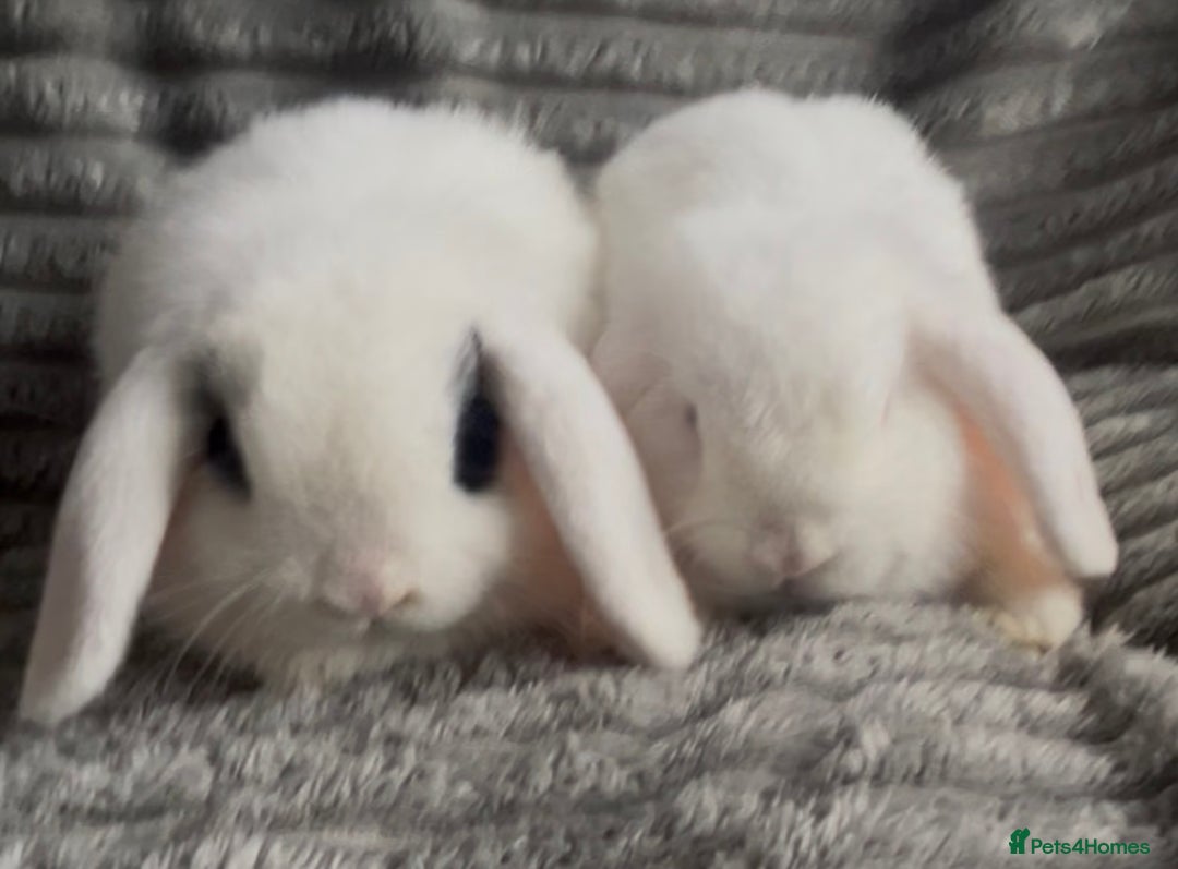 Mini Lop rabbits for sale: BEAUTIFUL MINI LOP BABIES READY NOW  - Image 6
