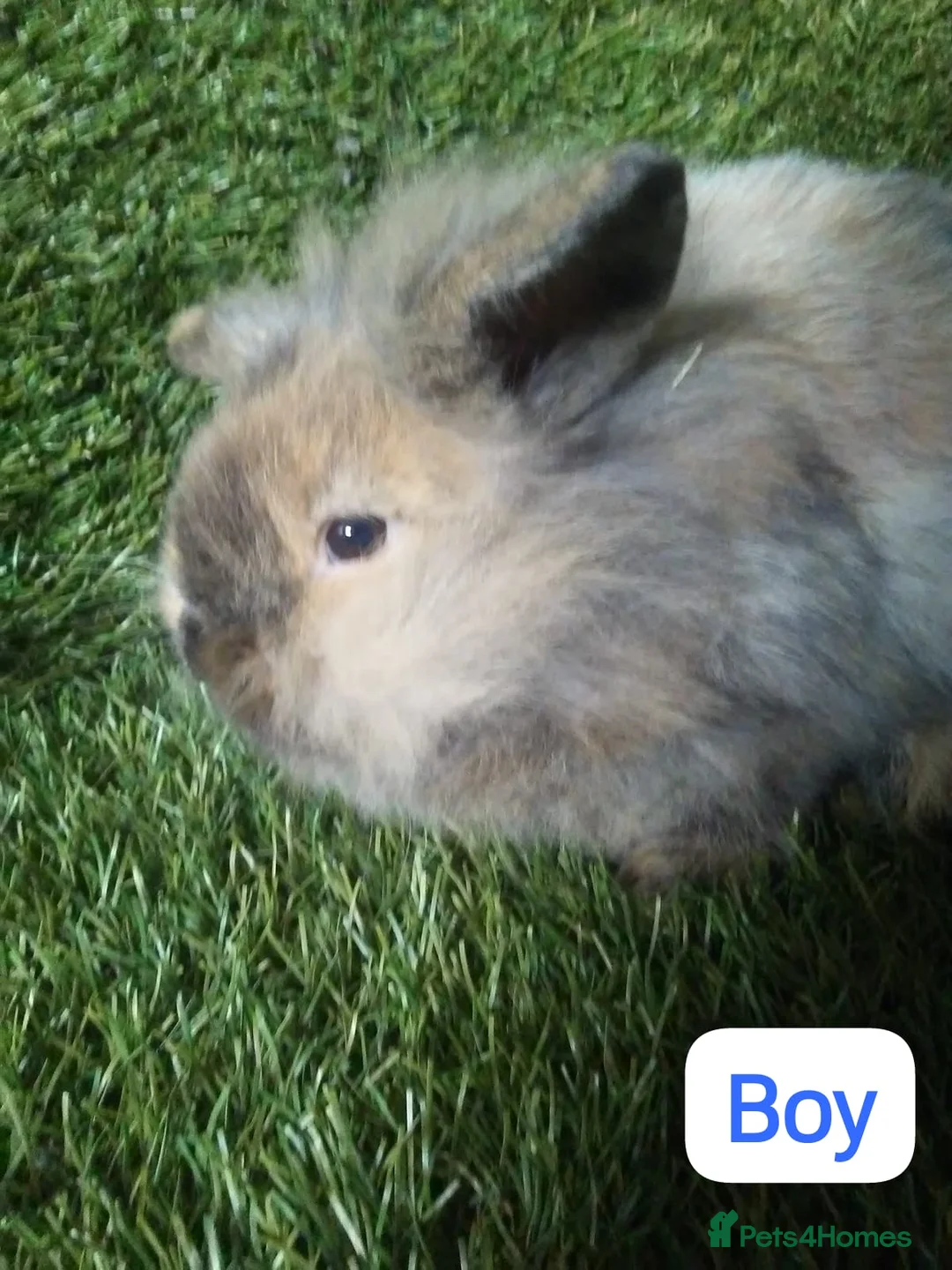 Lionhead rabbits for sale: Mini double fluffy lionhead baby rabbits - Advert 11