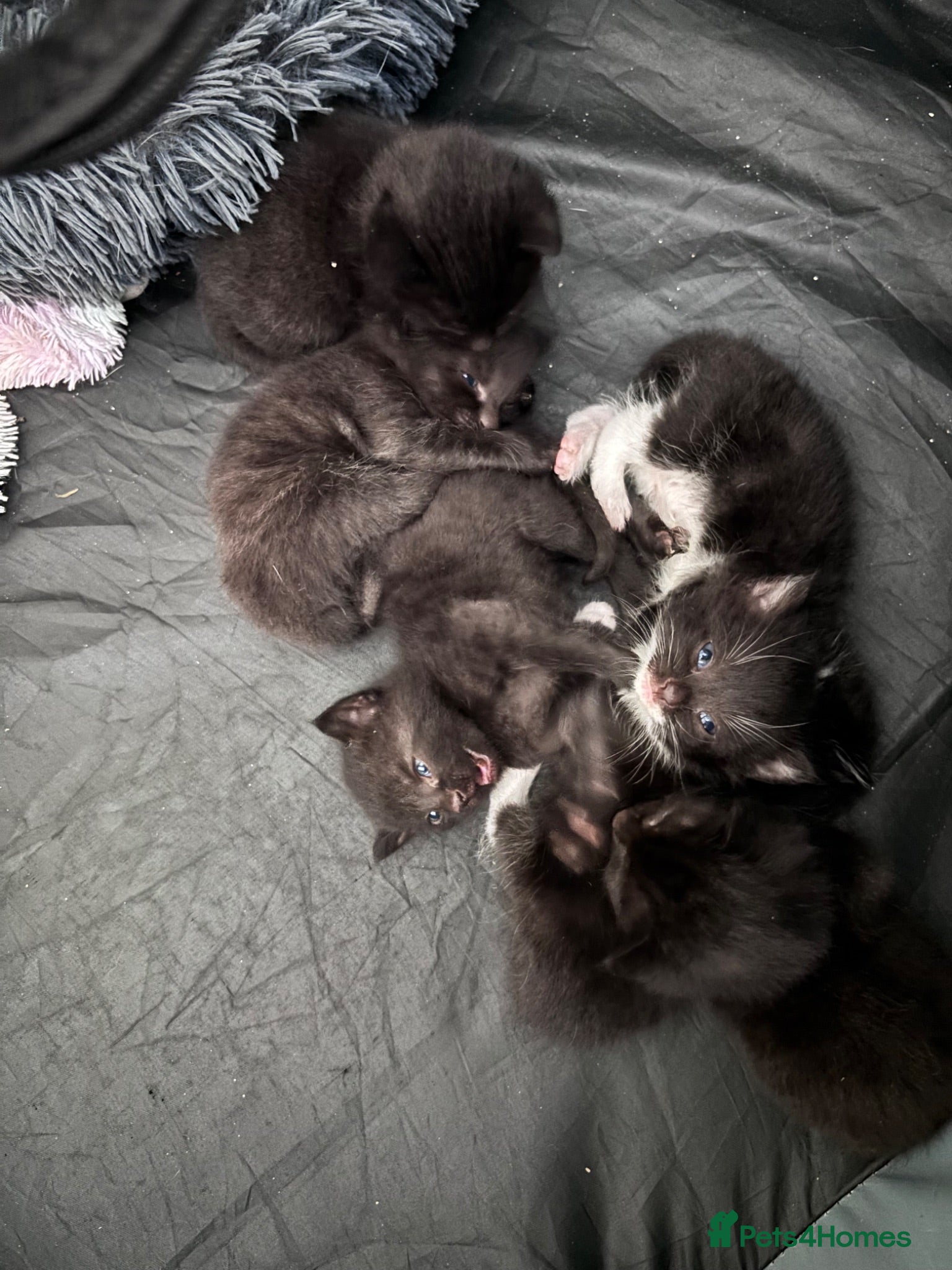 Mixed Breed cats 6 kittens 4 fully black and 2 black and white  - Advert 1