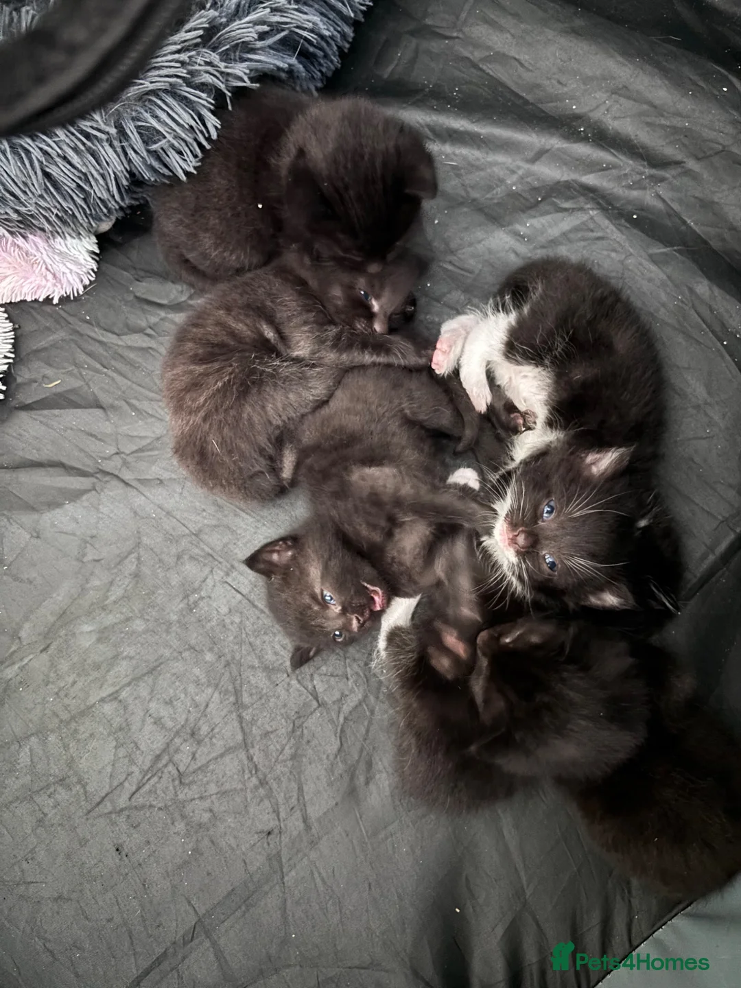 Mixed Breed cats for sale: 6 kittens 4 fully black and 2 black and white  - Advert 1