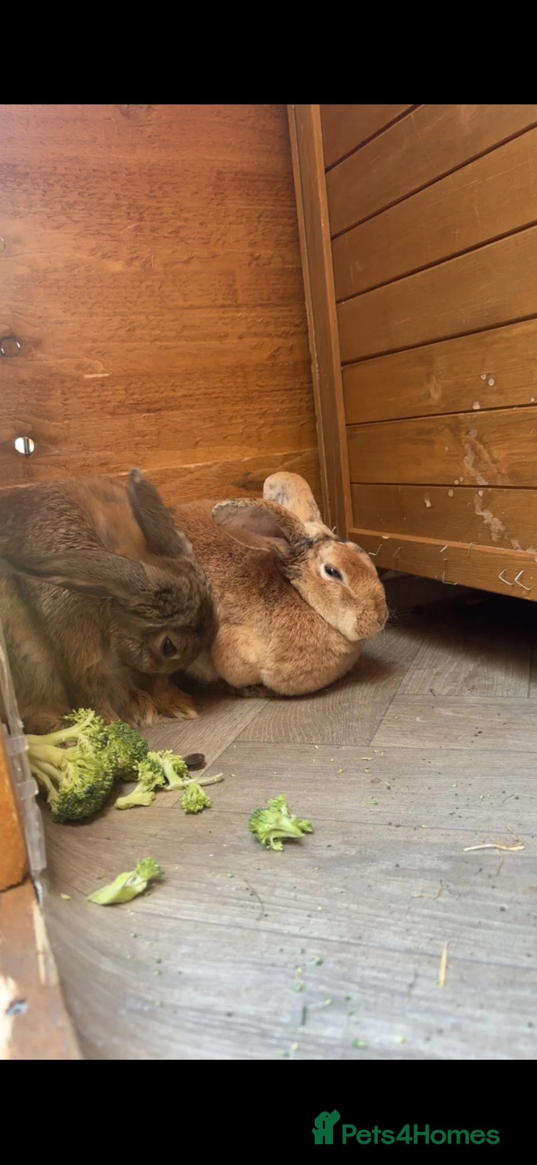 English Lop rabbits for sale: 2 female rabbits in Leeds - Advert 2
