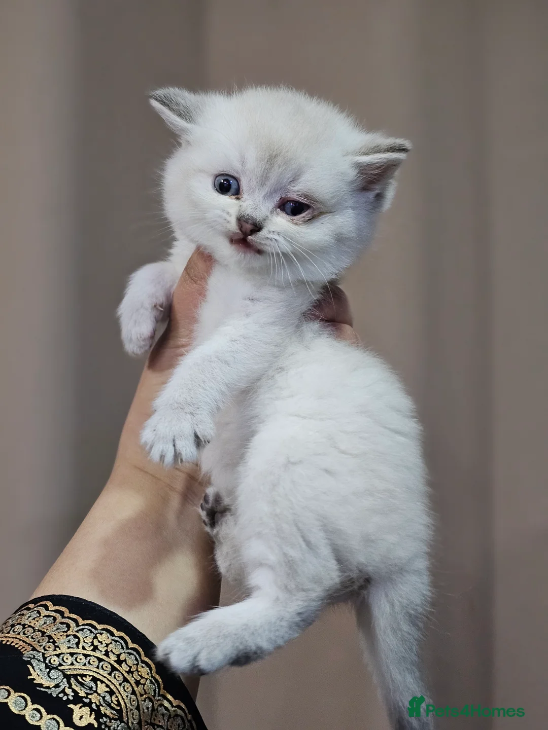 British Shorthair cats for sale: British short hair kittens  - Advert 2