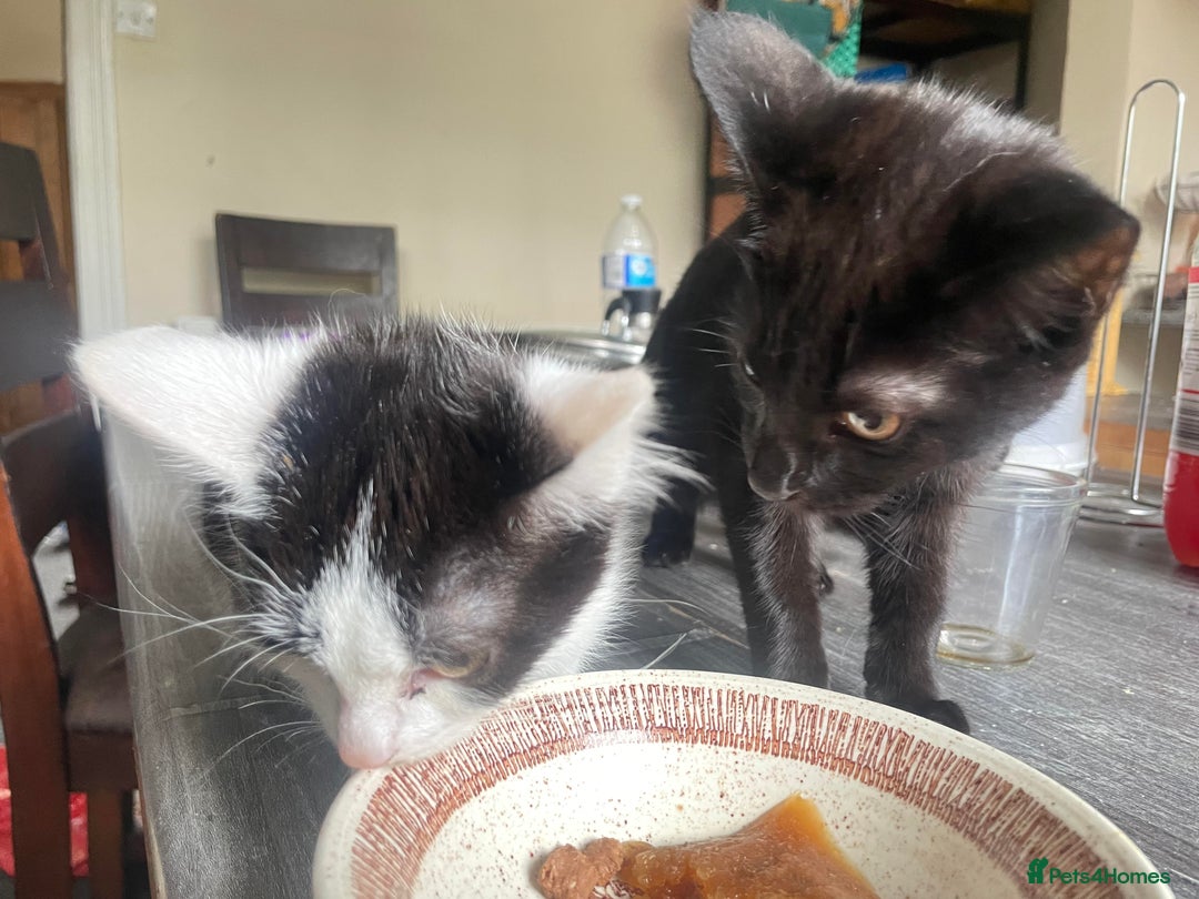 Domestic Shorthair cats for sale: Three Domestic Shorthairs (4 months) - Image 4