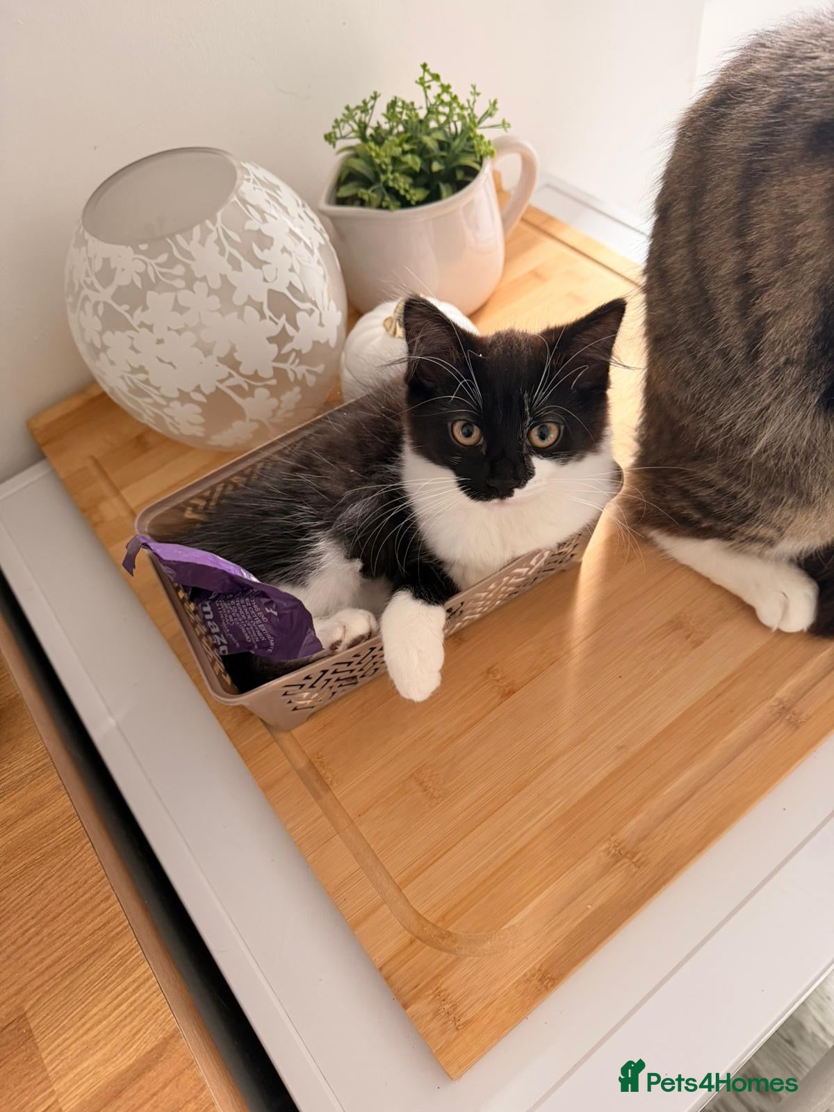 Mixed Breed cats Lovely black and white 6 month kitten - Advert 2