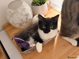 Mixed Breed cats Lovely black and white 6 month kitten - Advert 3