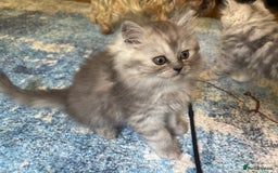 Persian cats for sale: Last Boy! Persian Ragdoll Kittens  - Image 9