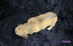 Miniature Dachshund dogs for sale: KC PRA Clear Mini Longhair Daxies – Dapple - Advert 25