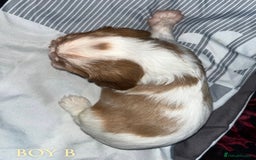 Cavalier King Charles Spaniel dogs for sale: Beautiful Cavalier King Charles Spaniel Puppies - Image 4