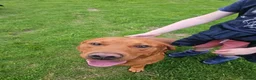 Labrador Retriever dogs for stud: Fox red stud dog  - Advert 3