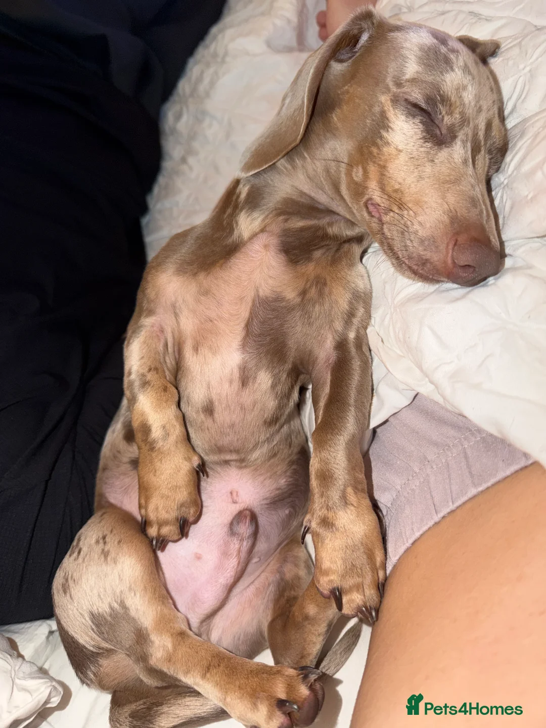 Miniature Dachshund dogs for sale: Male Dapple Miniature Dachshund  - Advert 3