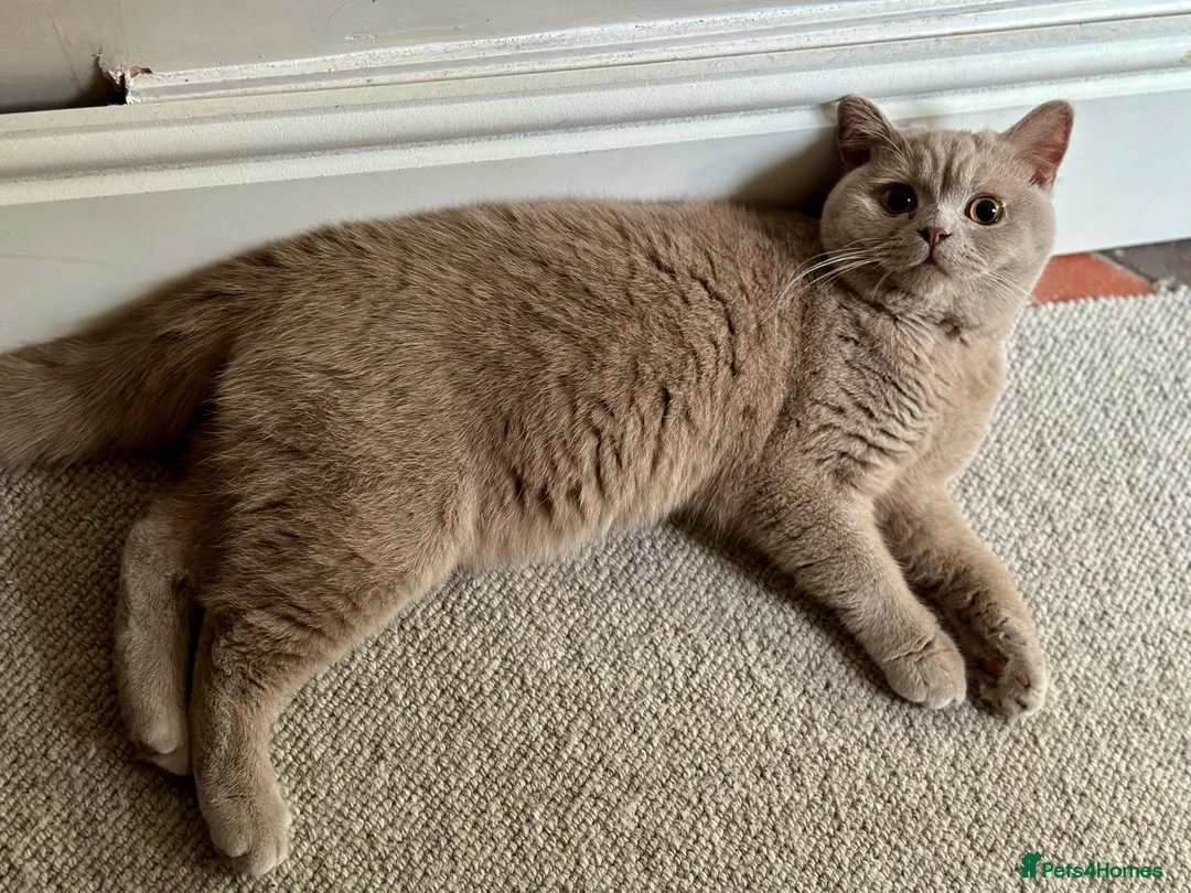 British Shorthair cats for sale: Ted - 17 month lilac British Shorthair - Advert 4