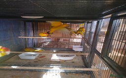 Parakeets birds for sale: For sale  - Image 10