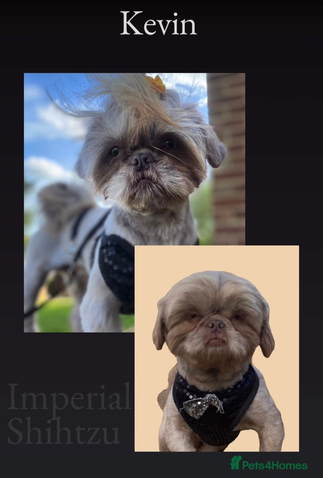 Shih Tzu dogs for stud: KC Lilac Imperial Shih Tzu for Stud in Chislehurst - Advert 3