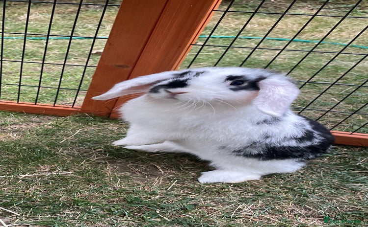 Mini Lop rabbits - Advert 4