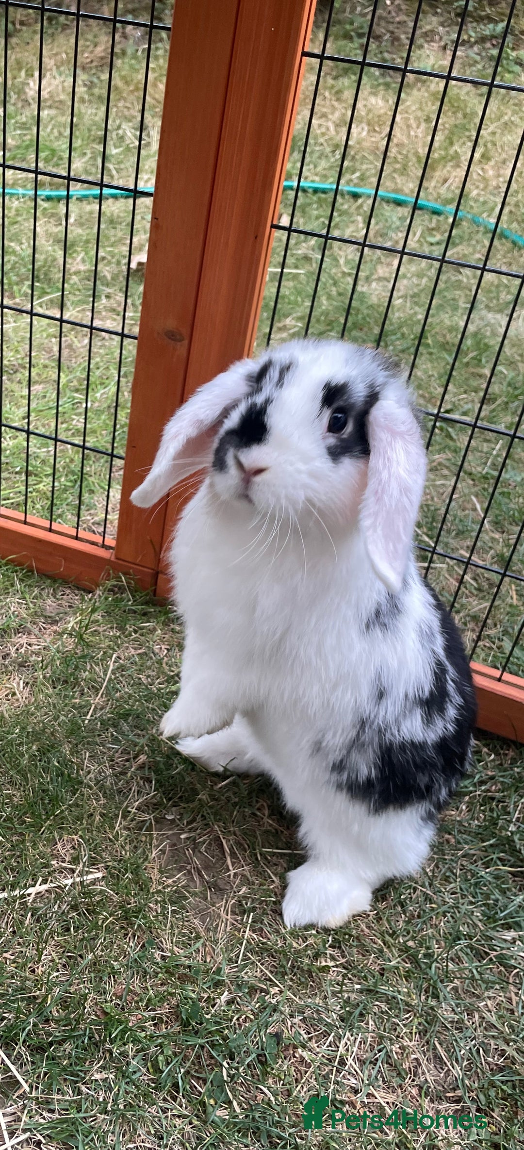 Mini Lop rabbits for sale: Beautiful Mini Lop Babies - Image 1