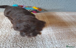 Sproodle dogs for sale: Gorgeous Sproodle Pups. - Image 10