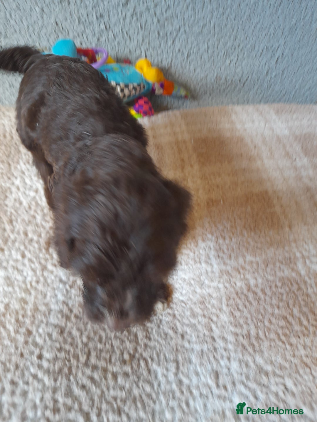 Sproodle dogs for sale: Gorgeous Sproodle Pups. - Image 10
